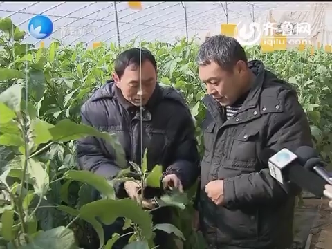 山东省新型职业农民培育实施方案及现代农业产业技术体系创新团队建设实施方案公布