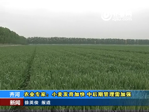 齐河：干旱少雨气温持续偏高 小麦发育进程加快