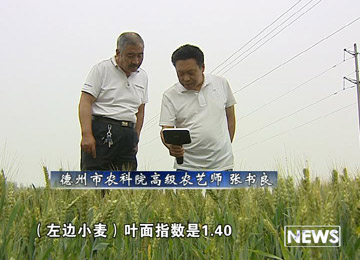 德州：示范推广小麦生长光谱监测诊断与精准施肥技术