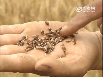 宁津:种植“黑小麦”效益高一截儿