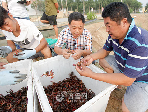 庆云：小龙虾批量上市 精准扶贫见成效