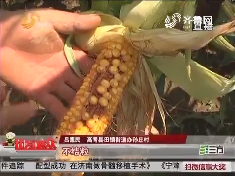 【群众新闻】高青：高温致千亩玉米减产