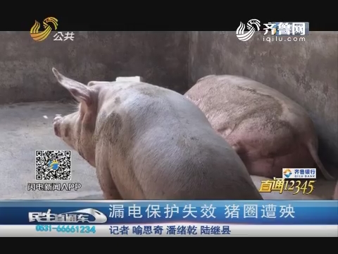 【直通12345】济南：漏电保护失效 猪圈遭殃