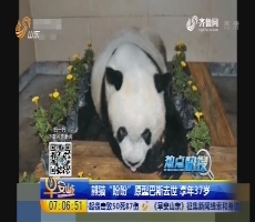 热点快搜：熊猫“盼盼”原型巴斯去世 享年37岁