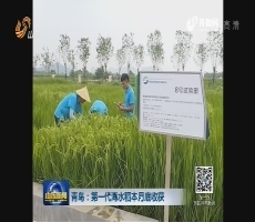 青岛：第一代海水稻本月底收获