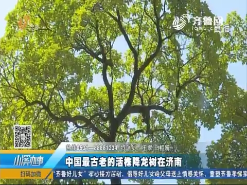 济南：长寿村里的古老树——降龙树