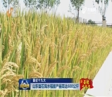 【喜迎十九大】山东首茬海水稻亩产最高达600公斤