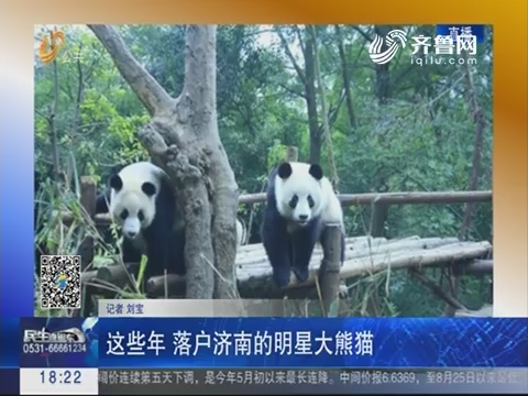 这些年 落户济南的明星大熊猫