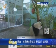 济南：熊猫雅吉搬新家 很快融入新环境
