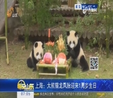 【热点快搜】上海：大熊猫龙凤胎迎来1周岁生日