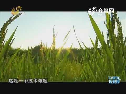 【喜迎十九大 欢庆丰收年】东营首次实现旱稻小麦轮作