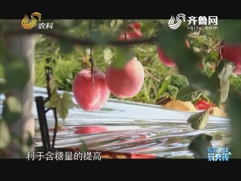 【品牌农业在山东】第一个苹果