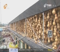 聊城：小葫芦大致富 每亩净赚一万多 