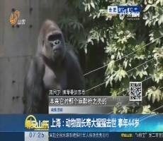上海：动物园长寿大猩猩去世 享年44岁