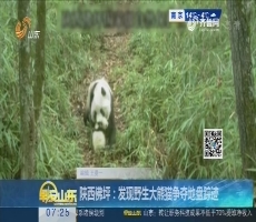 陕西佛坪：发现野生大熊猫争夺地盘踪迹