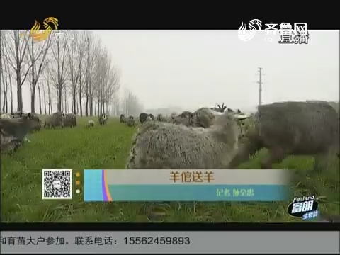 羊倌送羊