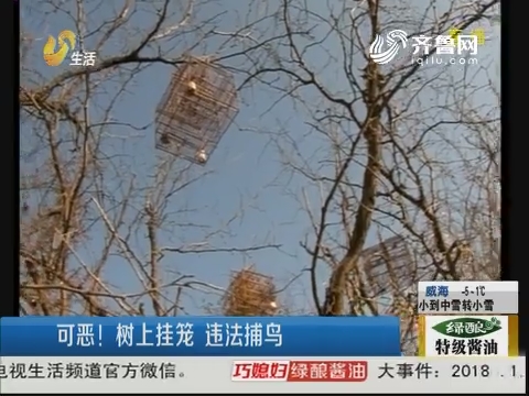 淄博：可恶！树上挂笼 违法捕鸟
