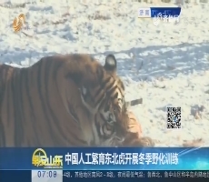 【热点快搜】中国人工繁育东北虎开展冬季野化训练