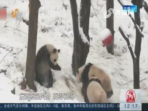 南京：动物撒欢风雪中
