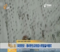 陕西西安：秦岭野生动物园大熊猫雪中撒欢