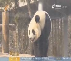 辽宁大连：这只熊猫太调皮 外号“哈士奇”
