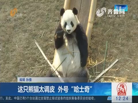 这只熊猫太调皮 外号“哈士奇”