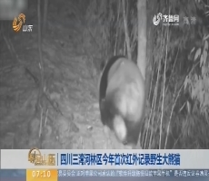 【昨夜今晨】四川三湾河林区2018年首次红外记录野生大熊猫