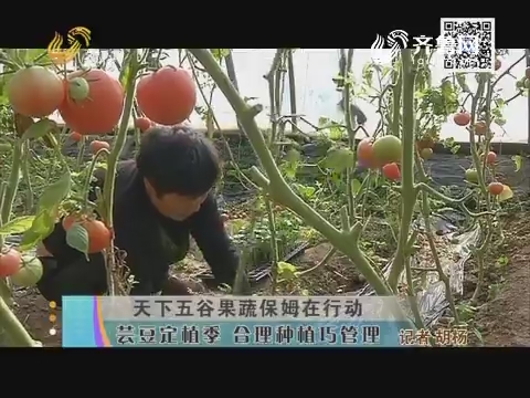 天下五谷果蔬保姆在行动：芸豆定植季 合理种植巧管理
