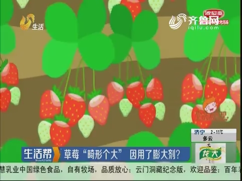 草莓“畸形个大” 因用了膨大剂？