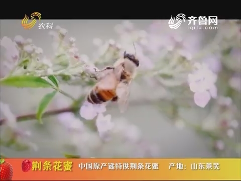 20180221《中国原产递》：荆条花蜜