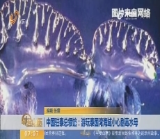 【昨夜今晨】中国驻泰总领馆：游玩泰国湾海域小心剧毒水母
