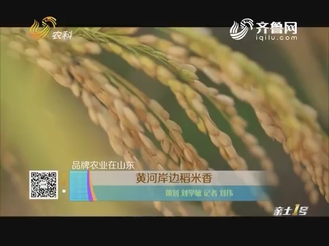 【品牌农业在山东】黄河岸边稻米香