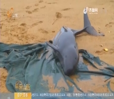 【闪电新闻排行榜】莱州海域发现搁浅江豚