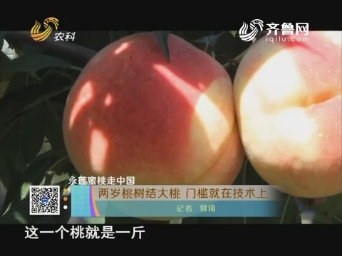 永莲蜜桃走中国：两岁桃树结大桃 门槛就在技术上