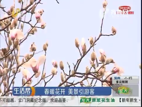 济南：春暖花开 美景引游客