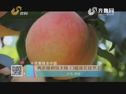 【永莲蜜桃走中国】两岁桃树结大桃 门槛就在技术上