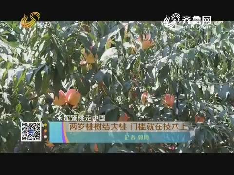 永莲蜜桃走中国：两岁桃树结大桃 门槛就在技术上