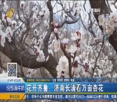 【4G直播】花开齐鲁：济南长清看万亩杏花