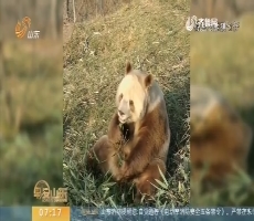 陕西再次发现野生棕色大熊猫个体