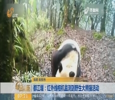 都江堰：红外线相机监测到野生大熊猫活动