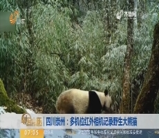 【昨夜今晨】四川崇州：多机位红外相机记录野生大熊猫