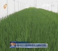 中国今年首次大范围试种海水稻 数亿亩盐碱地有望成粮仓