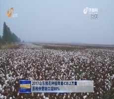 2017山东棉花种植降至436.2万亩 原棉供需缺口超90%