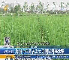 我国今年将首次大范围试种海水稻