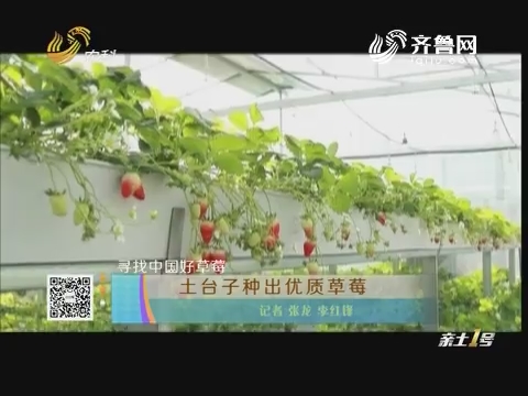 寻找中国好草莓：土台子种出优质草莓