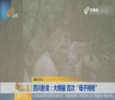【闪电新闻排行榜】四川卧龙：大熊猫 首次“母子同框”