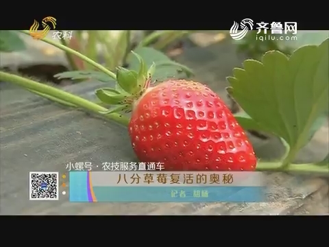 【小螺号·农技服务直通车】八分草莓复活的奥秘