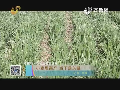 【小螺号·农技服务直通车】小麦想高产 当下是关键