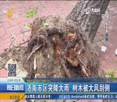 【4G直播】济南遭遇大风急雨 30年大树被刮倒