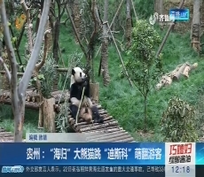 贵州：“海归”大熊猫跳“迪斯科”萌翻游客